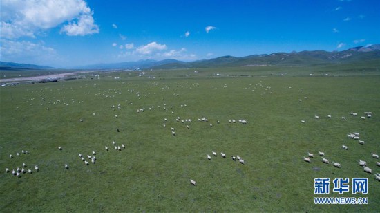 青海：夏日牧场美如画