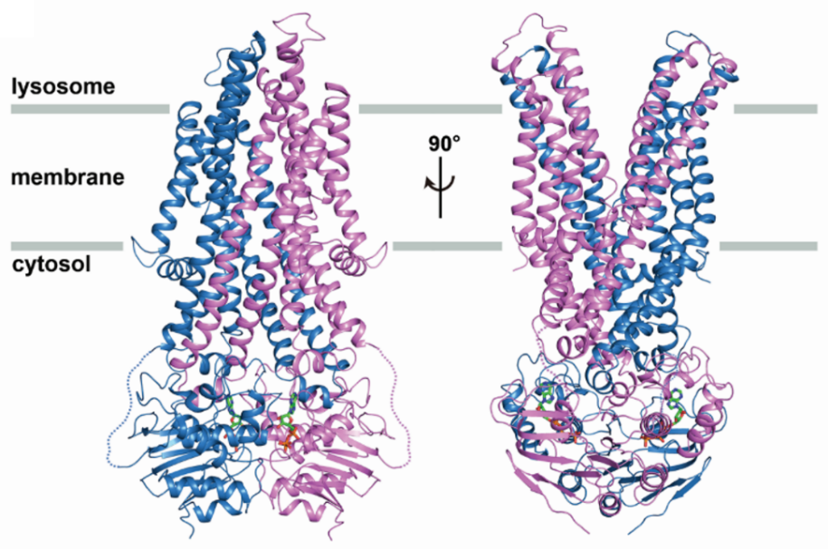 我首次解析人类溶酶体维生素B12外排蛋白ABCD4的运转机制