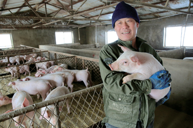 鼓励养猪保障供应 中央财政补助奖励政策再加码