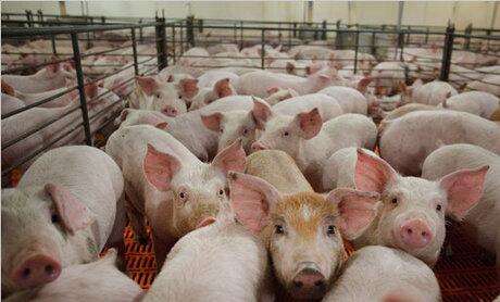 生猪生产恢复向好 肉类供应有保障