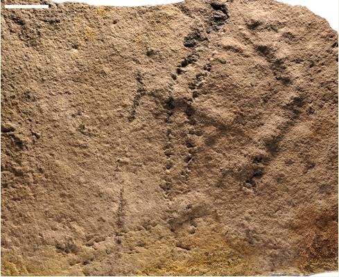 三峡夷陵虫化石证明对称动物源自5.5亿年前