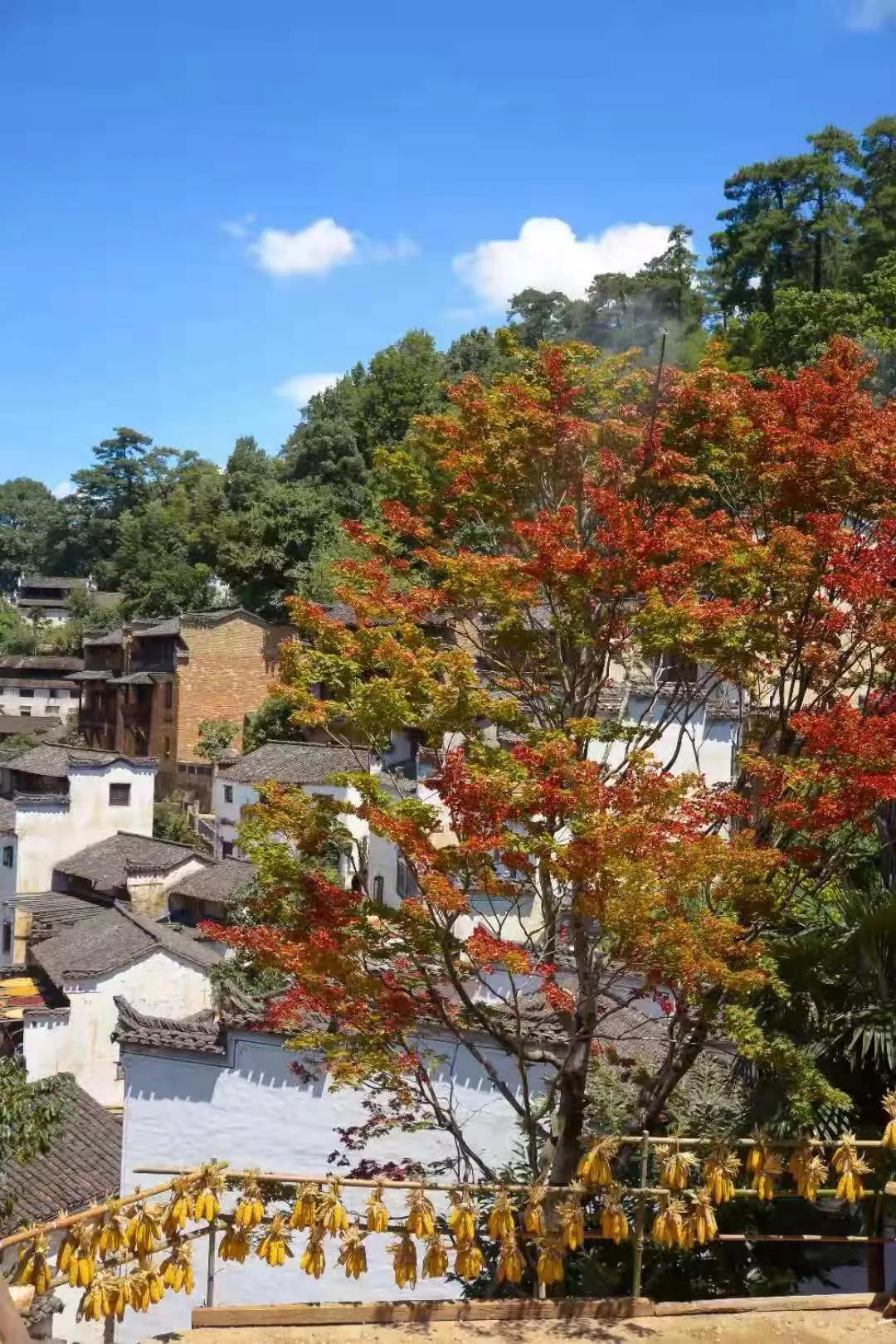 篁岭晒秋，嘉华旅游带你欣赏中国最美的秋天符号