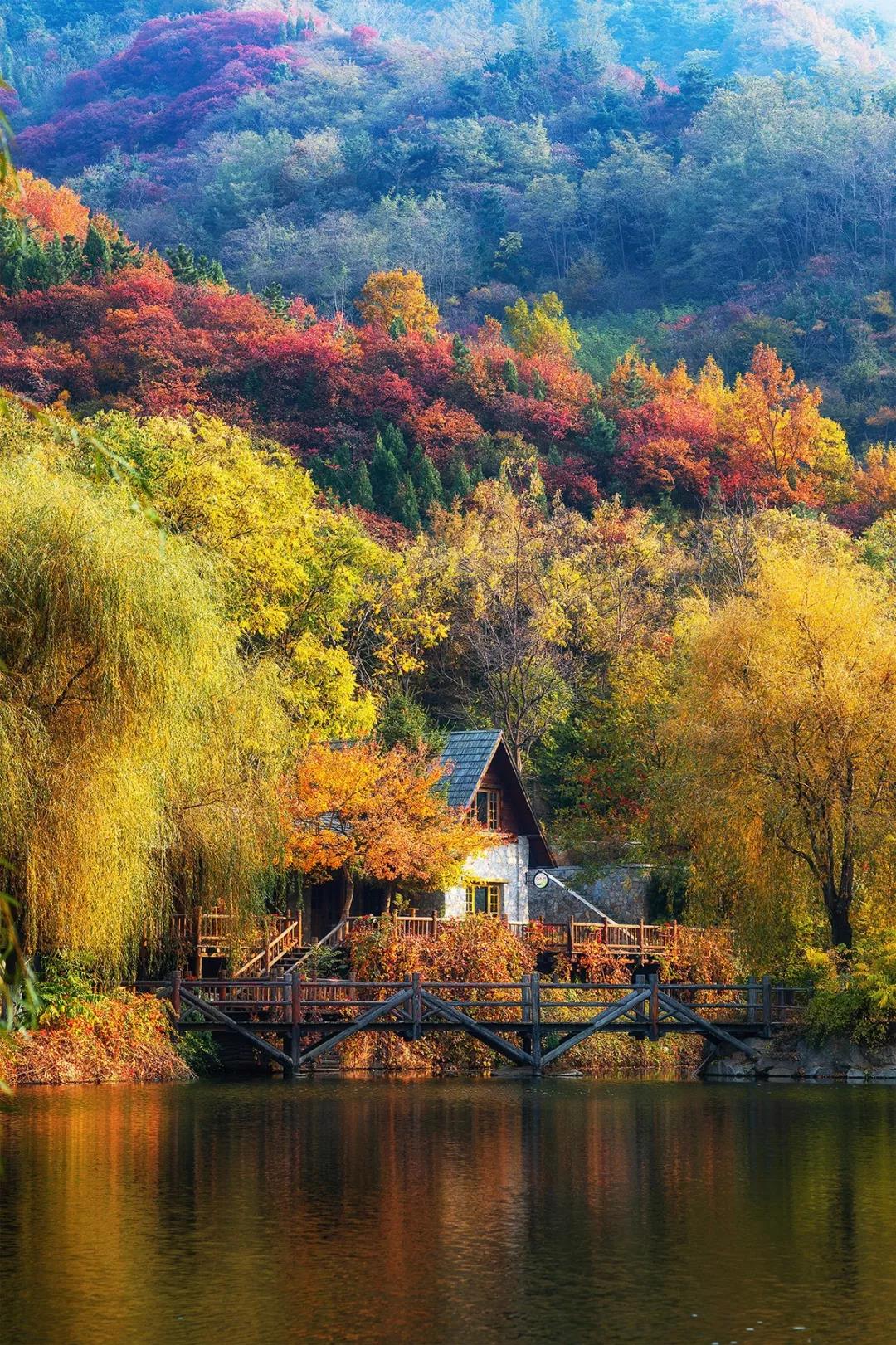 济南九如山第五届红枫节拉开序幕！一个更浪漫的赏秋方式！