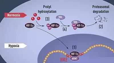 2019年诺贝尔生理学或医学奖揭晓，缺氧诱导因子（HIF）到底厉害在哪？