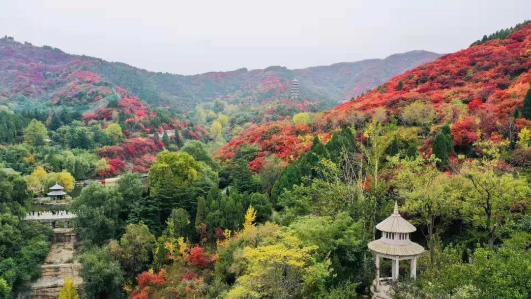 嘉华旅游|美景撩人！赏红叶、泡温泉、观圣景，一日即可！