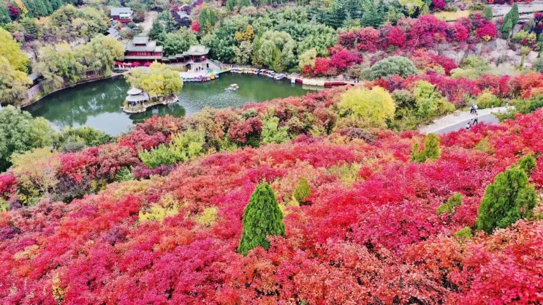 嘉华旅游|美景撩人！赏红叶、泡温泉、观圣景，一日即可！