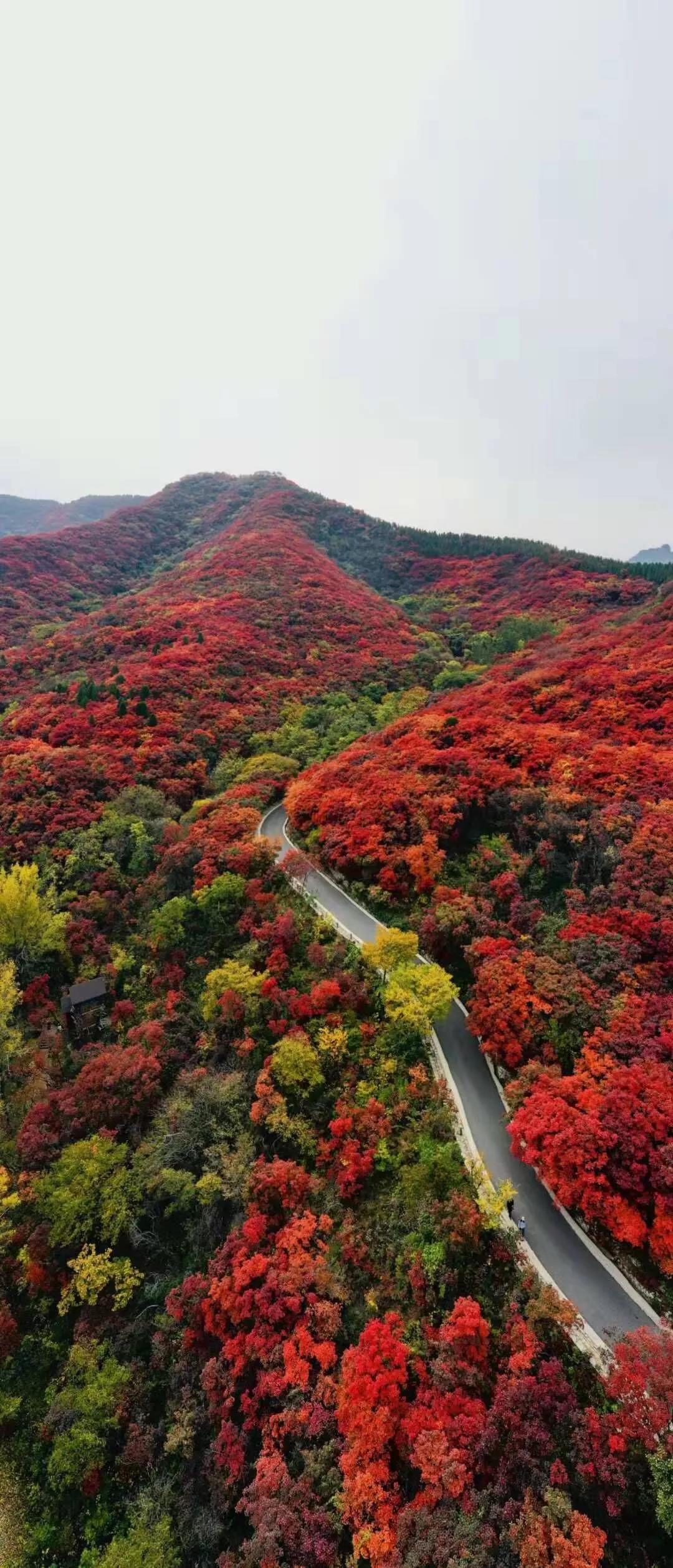 嘉华旅游|美景撩人！赏红叶、泡温泉、观圣景，一日即可！