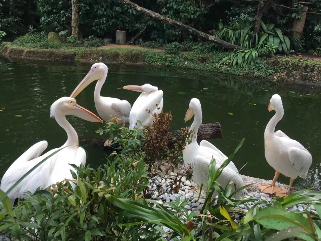 嘉华旅游|双十一特价购，新加坡等你来