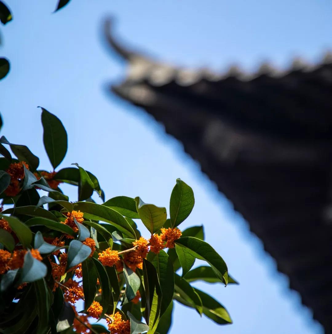 嘉华旅游|秋游台儿庄—桂子飘香，香满全城