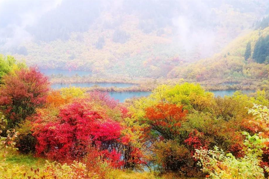 嘉华旅游|九寨归来不看水，悦赏金秋特别美