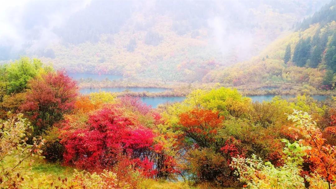 嘉华旅游|九寨归来不看水，悦赏金秋特别美