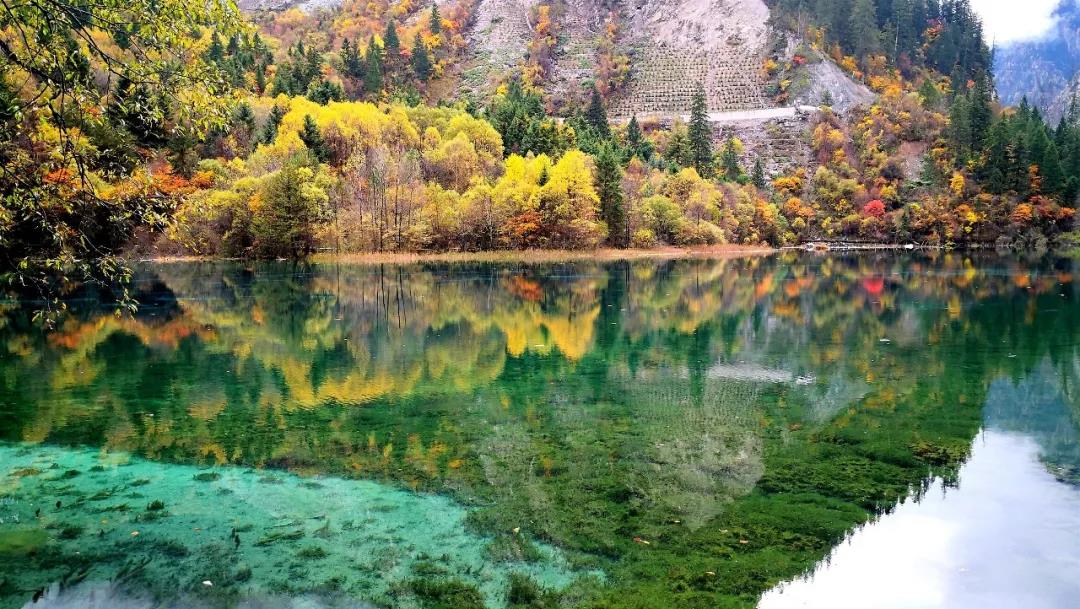 嘉华旅游|九寨归来不看水，悦赏金秋特别美