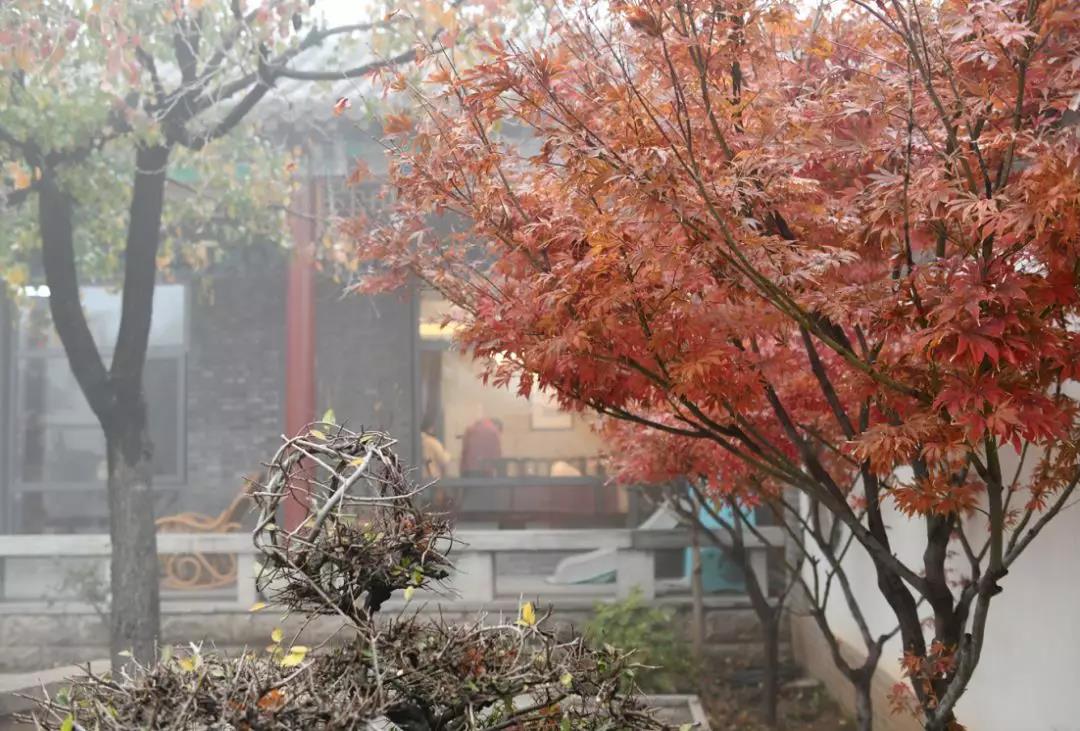 一品景芝|济南老虎山芝香体验馆盛大开业