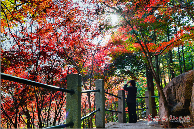  崂山巨峰红叶，灿若魔法世界！