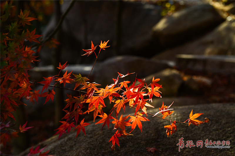  崂山巨峰红叶，灿若魔法世界！