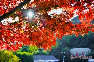  崂山巨峰红叶，灿若魔法世界！