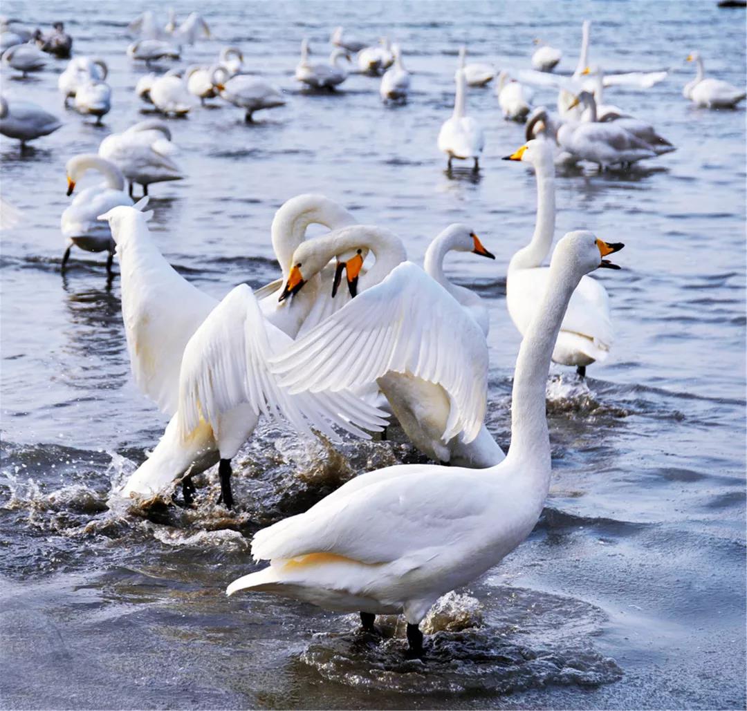 赏天鹅起舞，享海鲜美味——那香海·天鹅湖度假小镇，冬游的不二之选！