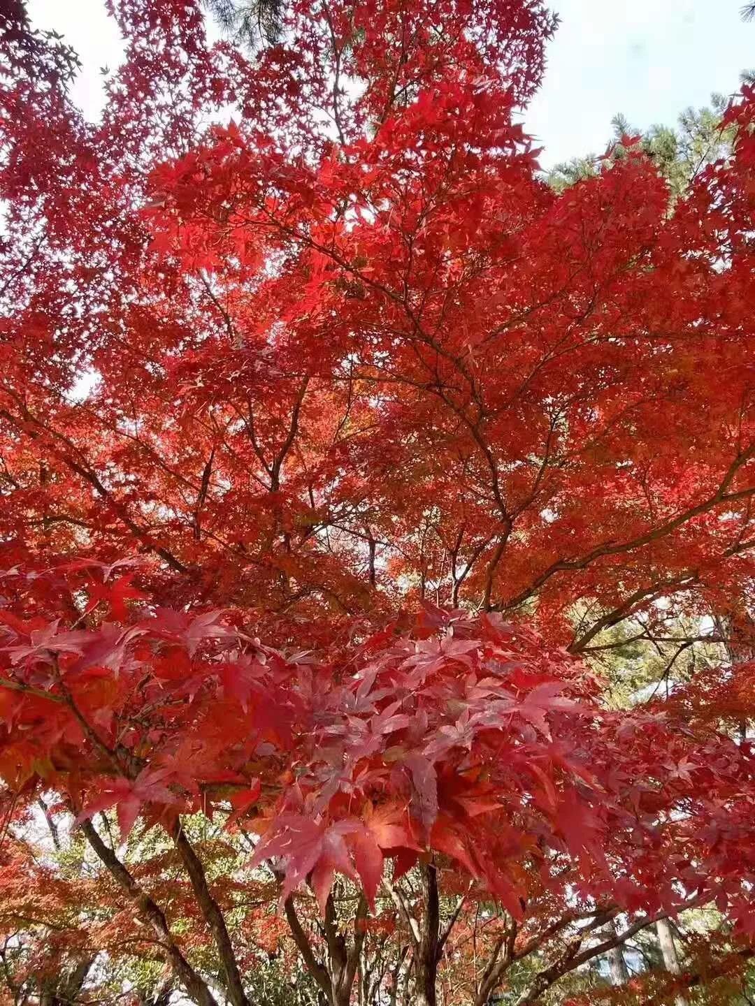 嘉华旅游|冬日出境游 日本最全攻略来了！