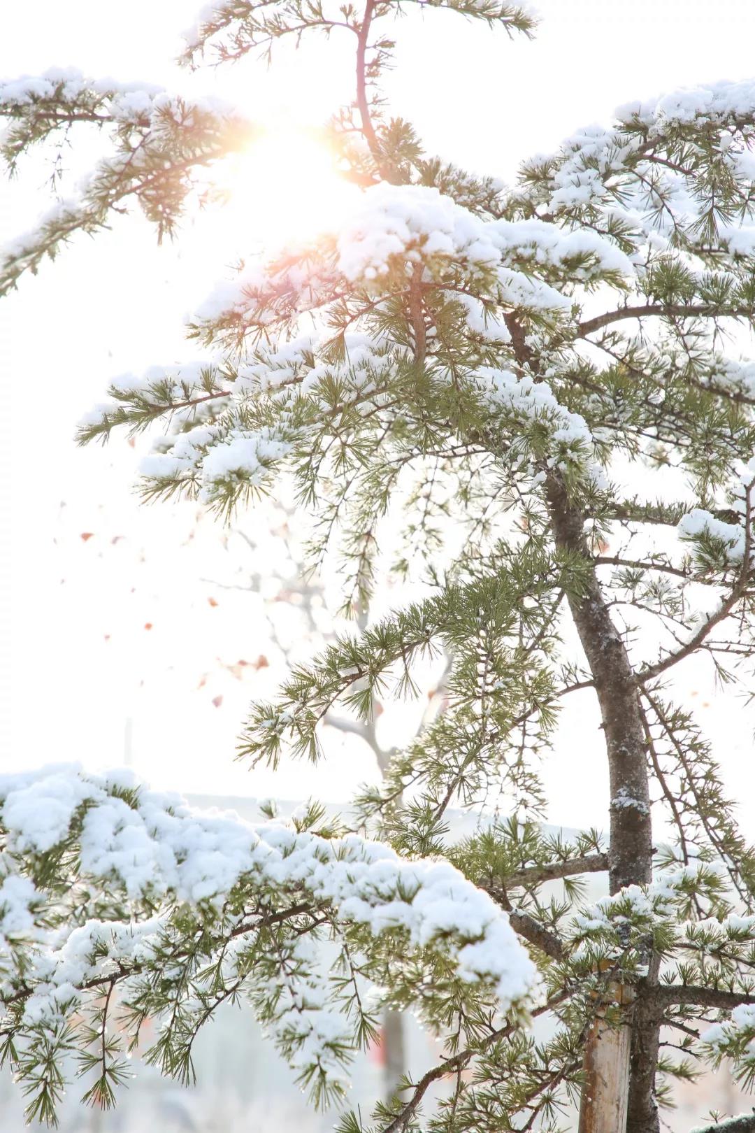 山东工程职业技术大学赠你一场“冰雪奇缘”！