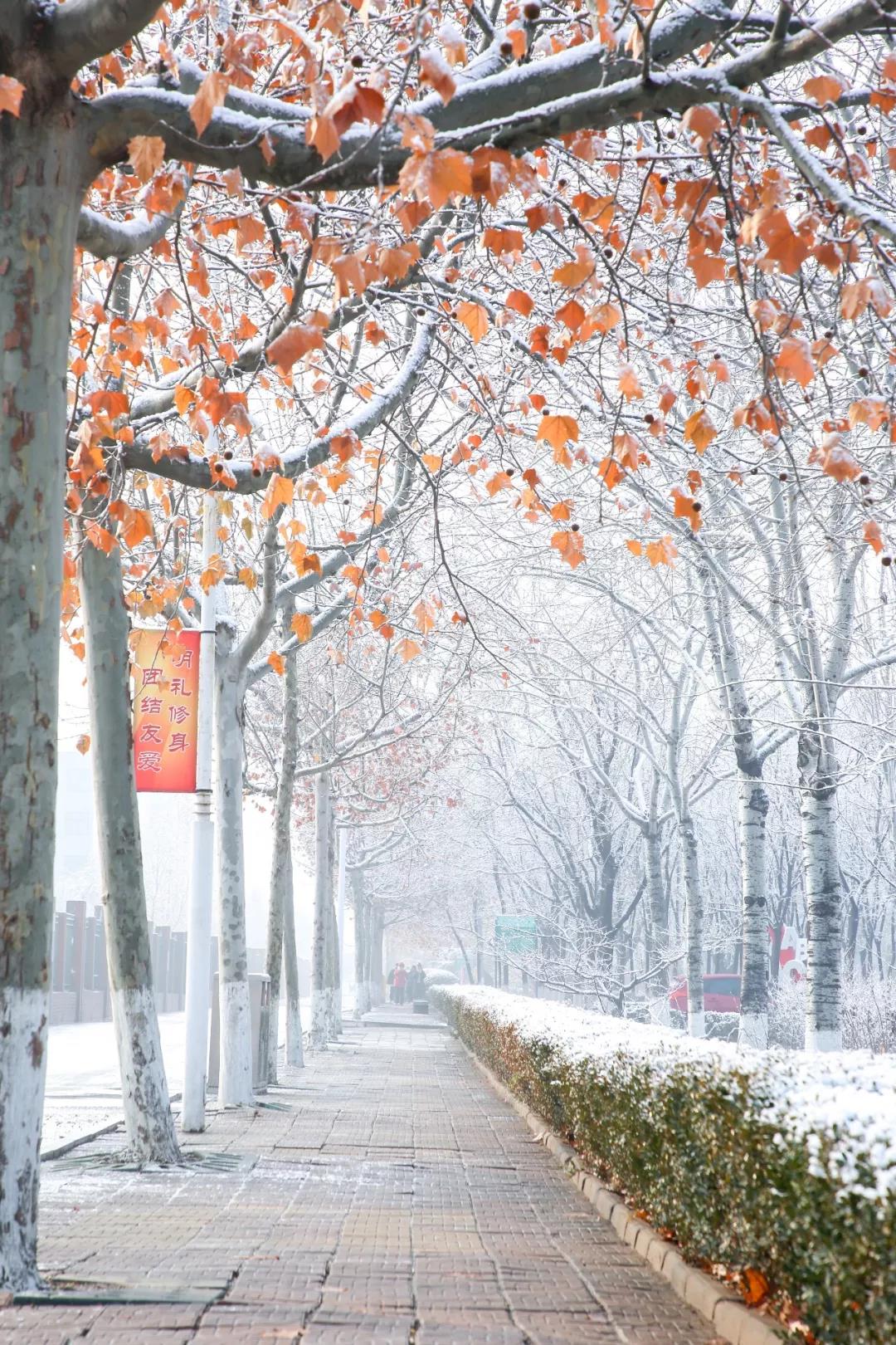 山东工程职业技术大学赠你一场“冰雪奇缘”！