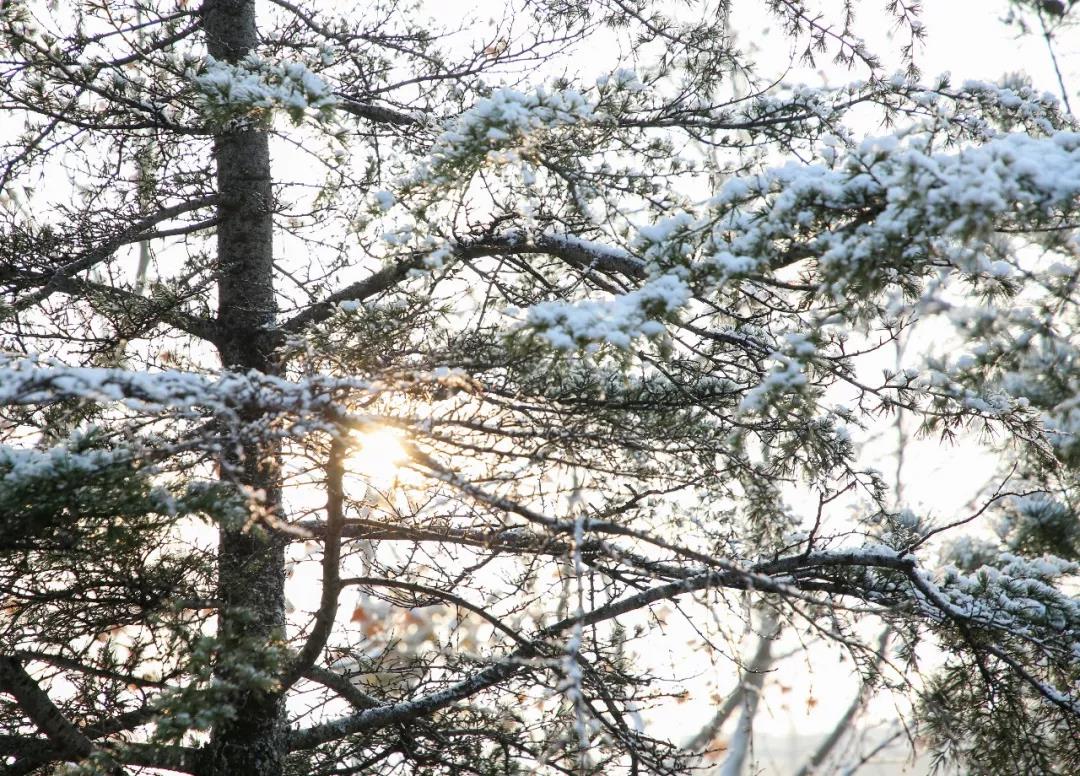 山东工程职业技术大学赠你一场“冰雪奇缘”！