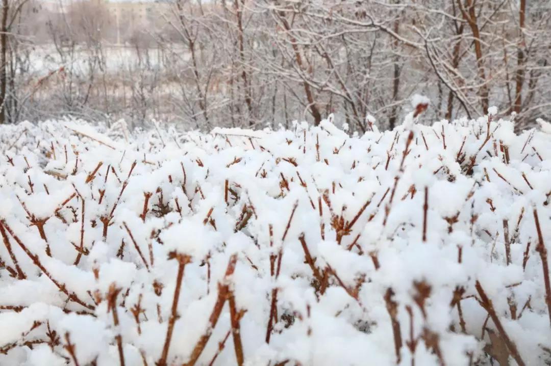 齐鲁酒地开启最美雪景模式，带上家人来酒地赏醉美的雪