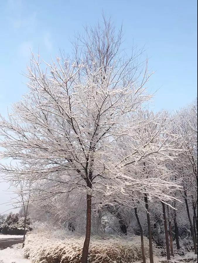 齐鲁酒地开启最美雪景模式，带上家人来酒地赏醉美的雪