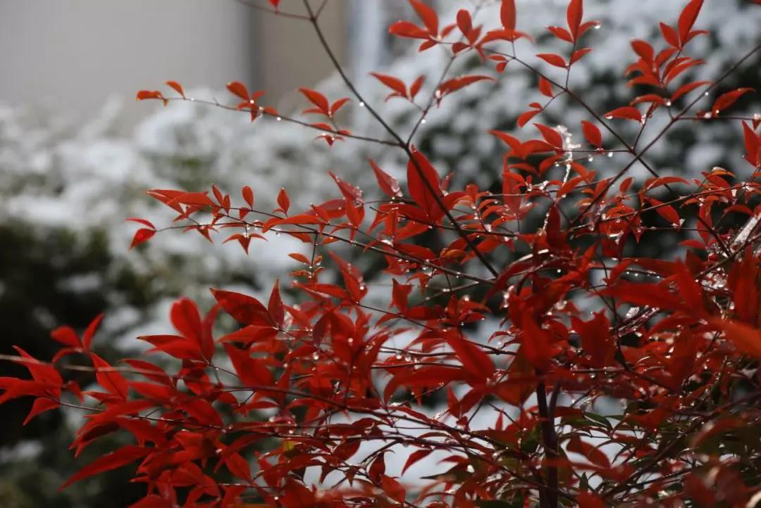 齐鲁酒地开启最美雪景模式，带上家人来酒地赏醉美的雪