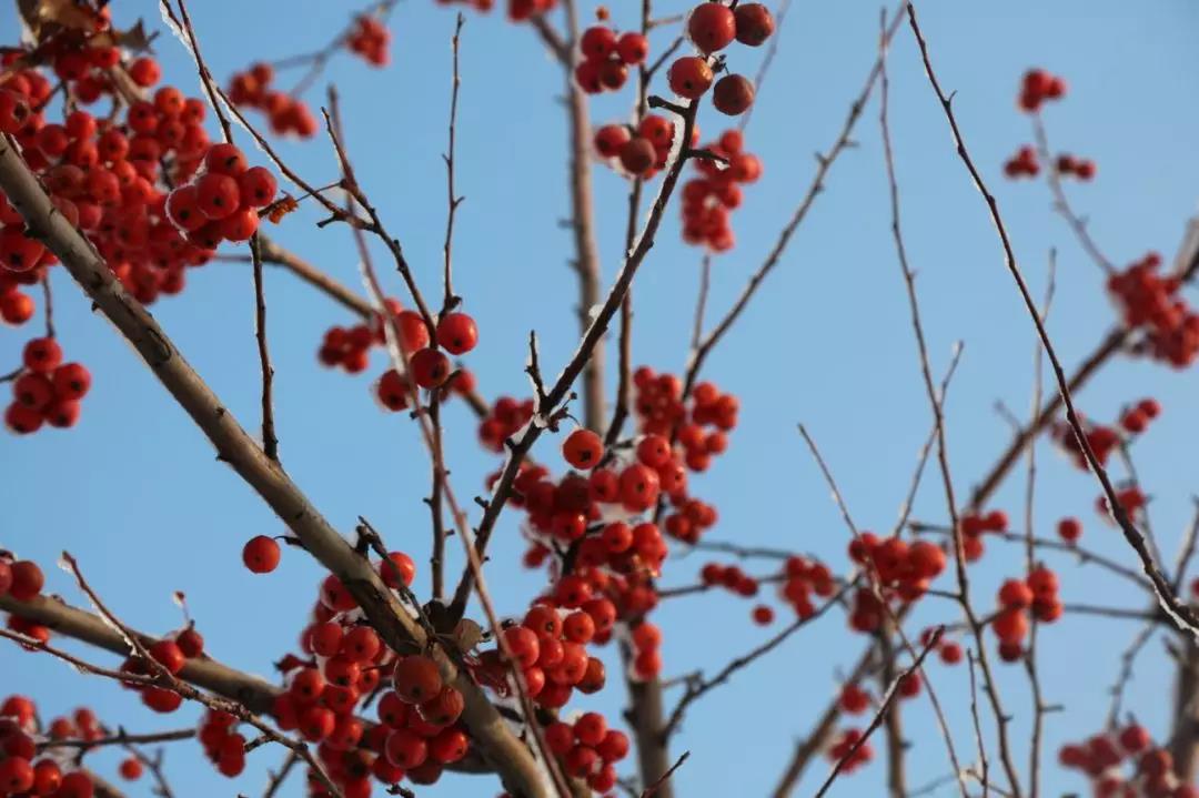 齐鲁酒地开启最美雪景模式，带上家人来酒地赏醉美的雪