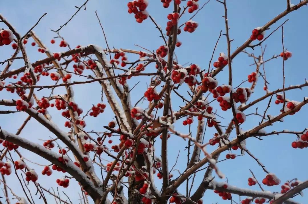 齐鲁酒地开启最美雪景模式，带上家人来酒地赏醉美的雪