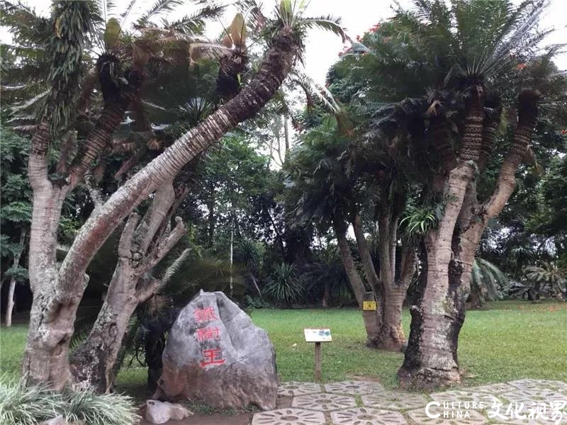 嘉华旅游|济南直飞西双版纳 带你一起温暖过春节！