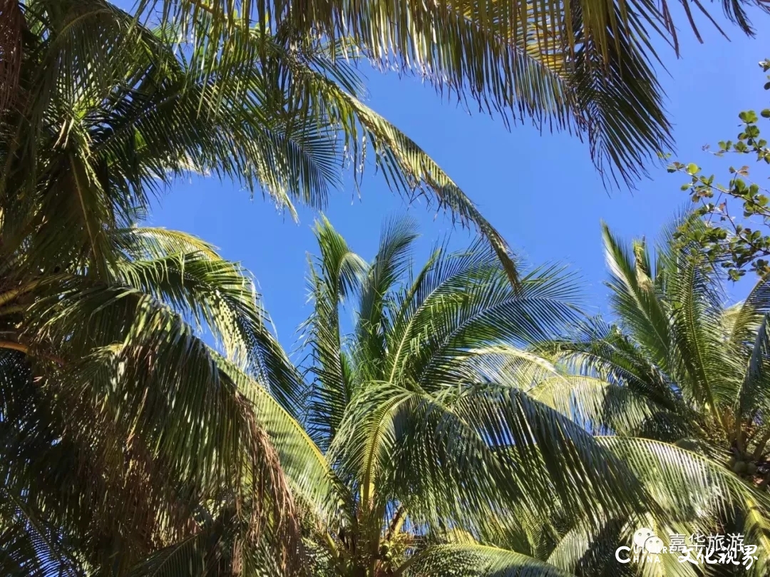 嘉华旅游|北方白雪飘飘  海南景点绚烂