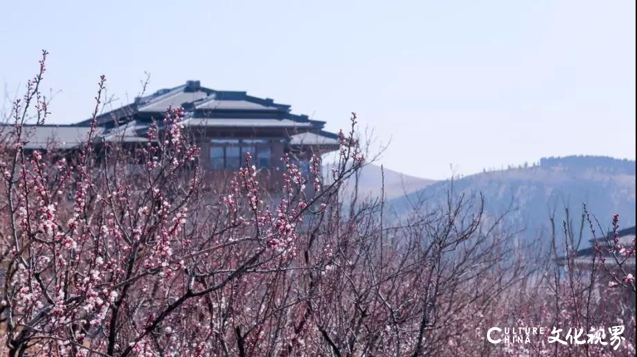 尼山圣境|待到春回大地，百花盛放，我们不见不散