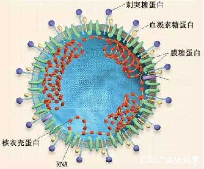 李兰娟院士：对新冠肺炎危重症患者的抢救，将配合应用干细胞