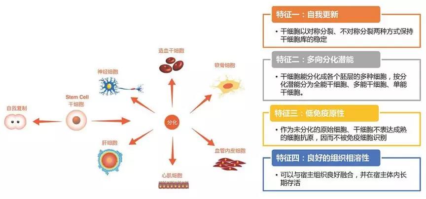 李兰娟院士：对新冠肺炎危重症患者的抢救，将配合应用干细胞