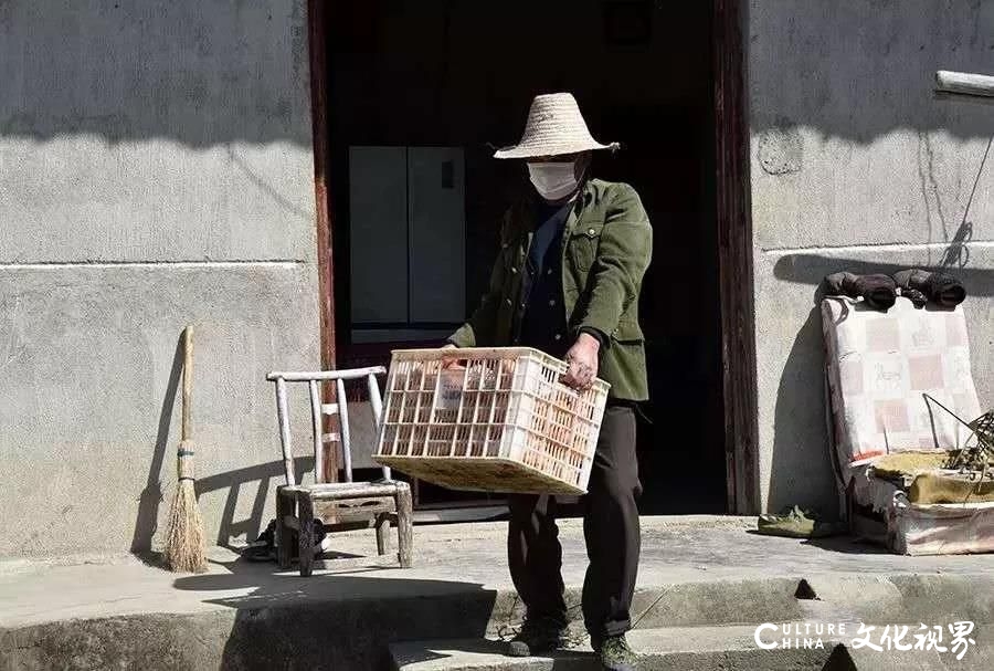 嘉华旅游 | 疫情下的湘西果农——百万斤湘西椪柑无人收，最佳销售时间仅剩20天