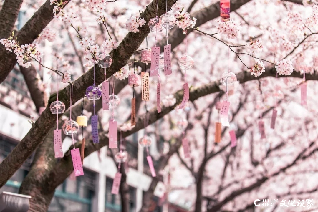 罗平的花海、荔波的苍翠……待春天归来，去这9个地方欣赏一场美的盛宴