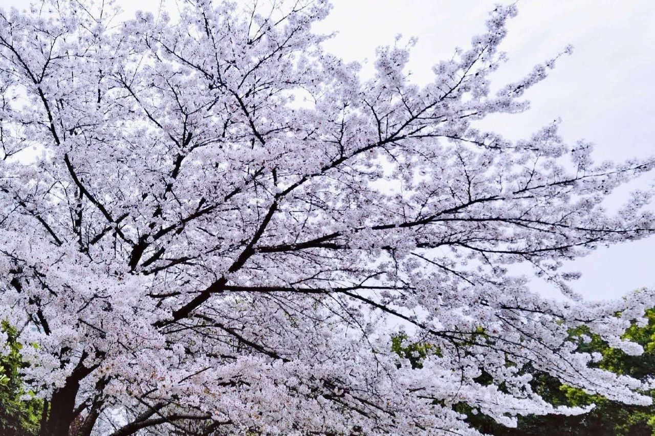 武汉大学的早樱开了，无法回“珈”（珞珈山）的学子们晒起了“那些年的樱花”