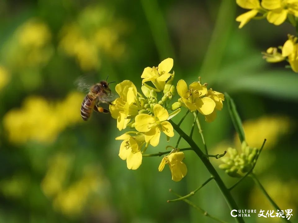 踏和煦微风，赏繁花如锦，相约和生庄园，定不负这美好春光