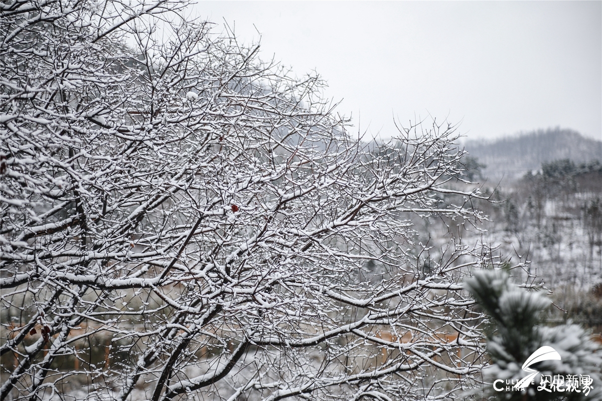 济南九如山半山春雪半山花，银装素裹美如画