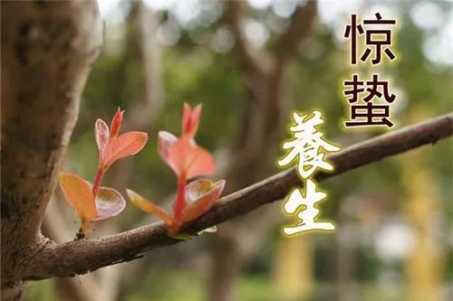 蝌蚪优选 | 明日惊蛰到，吃梨很重要，养生“三菜”助阳生发少不了