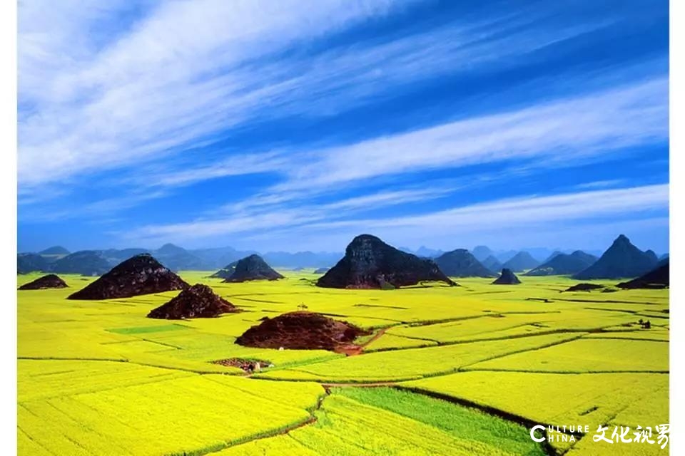 山东新中国际旅行社|樱花桃花油菜花……漫山遍野是春花，请您一起去赏花