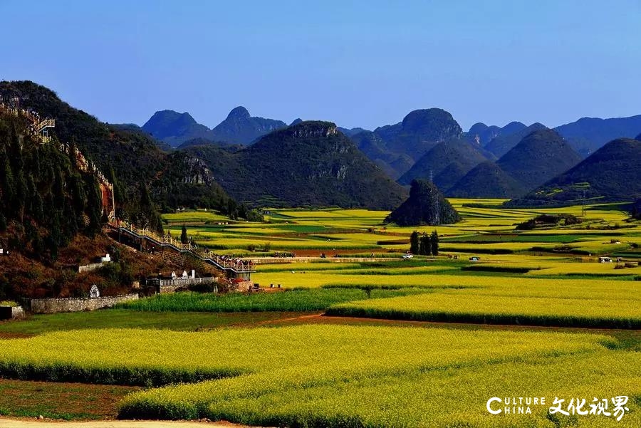 山东新中国际旅行社|樱花桃花油菜花……漫山遍野是春花，请您一起去赏花