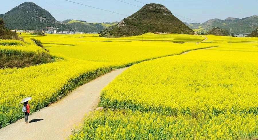 山东新中国际旅行社|樱花桃花油菜花……漫山遍野是春花，请您一起去赏花