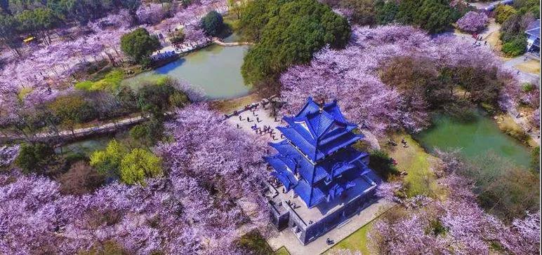 山东新中国际旅行社|樱花桃花油菜花……漫山遍野是春花，请您一起去赏花