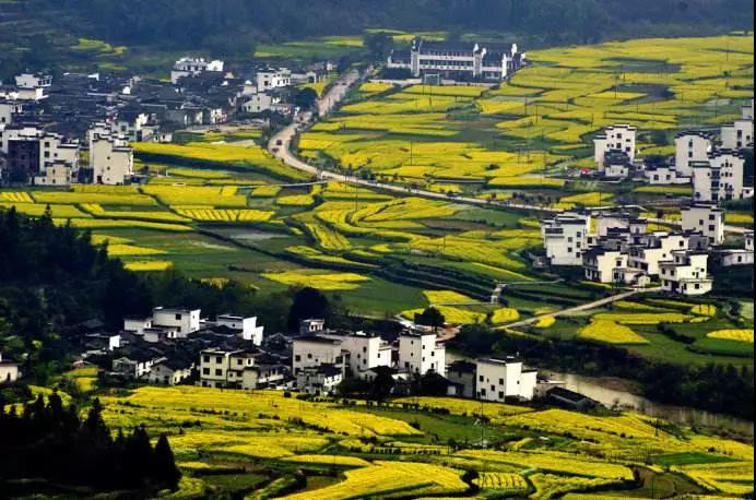 山东新中国际旅行社|樱花桃花油菜花……漫山遍野是春花，请您一起去赏花