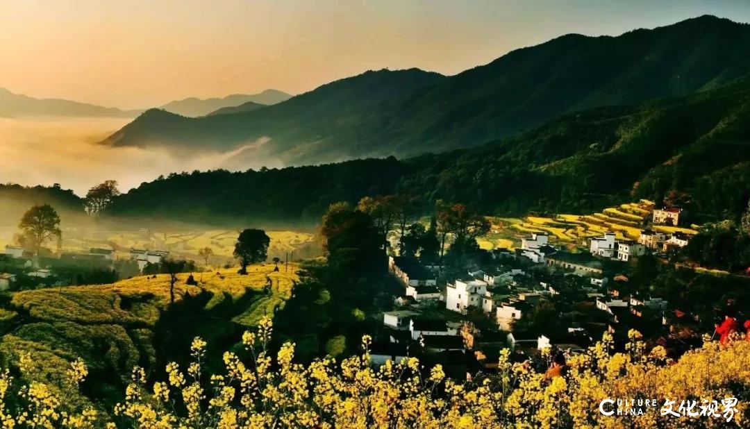 山东新中国际旅行社|樱花桃花油菜花……漫山遍野是春花，请您一起去赏花