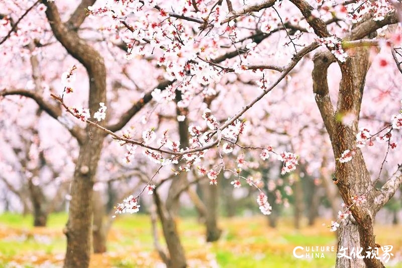 待疫去待你来——阳春三月芳菲盛，共游齐鲁酒地春