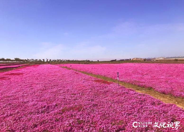 待疫去待你来——阳春三月芳菲盛，共游齐鲁酒地春