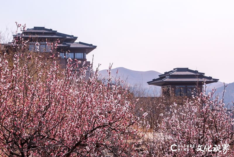 住美宿游景区赏演艺，尼山圣境、灵山胜境、拈花湾、兴汉胜境499超值套餐令人心动